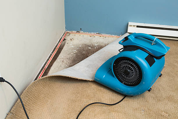 Best Carpet water damage restoration  in Capron, IL